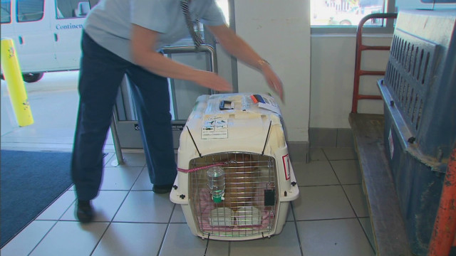 Flying a Pit Bull puppy with airline nanny service